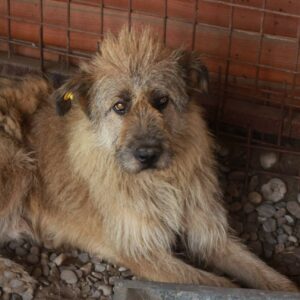 NORMANN - reserviert TH Koblenz - vermittelt