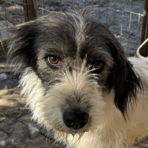 NALI (♀) - ausgereist zum TST Rösrath