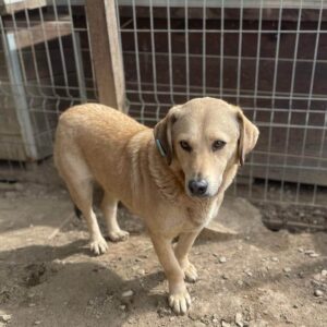 NILO - seit mindestens 2018 im Shelter