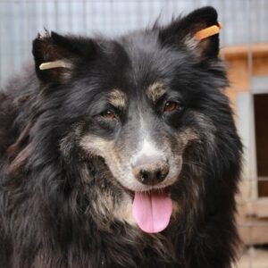 NIMOUÉE - auf Pflegestelle in PLZ 7 - vermittelt