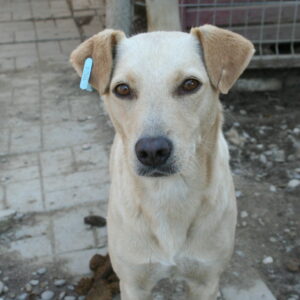 OFIRA - seit mind. 2019 im Shelter - vermittelt LS