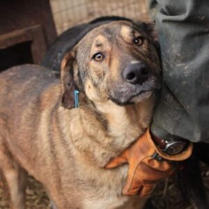 OSCAR - reserviert IH DR - vermittelt