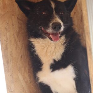 OSSI - reserviert Lorraine - vermittelt