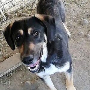 OTELU - reserviert 4animals (CD) - vermittelt