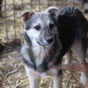 OZZY - vermisst 01/2023