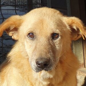 OPA HUBY - ausgereist zum TST Rösrath