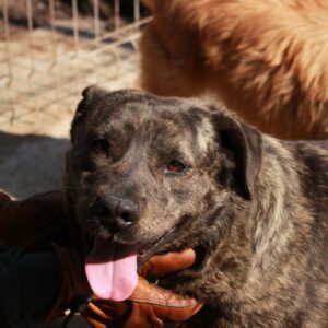 PALOTA - reserviert TH Koblenz - vermittelt