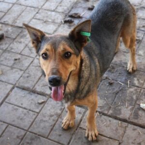 PAPAGENA - auf Pflegestelle in PLZ 7 - vermittelt