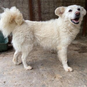 PASQUALE – reserviert TH Verlorenwasser - vermittelt