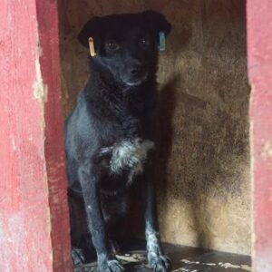 PATCHU - vermisst 11/2022