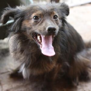 PEQUENO / PEQUENA reserviert TINO (PM 12/20) - vermittelt