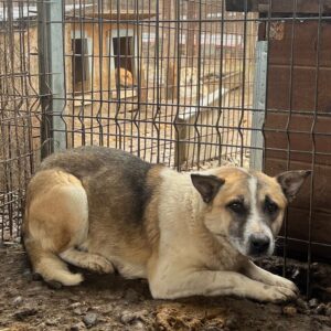 BACCIO - vermisst 11/24