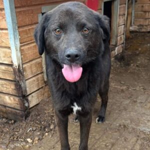 NEGAN (♂) - seit 2019 im Shelter