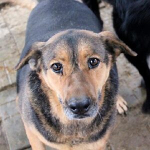 PICORA - reserviert Manuela - vermittelt