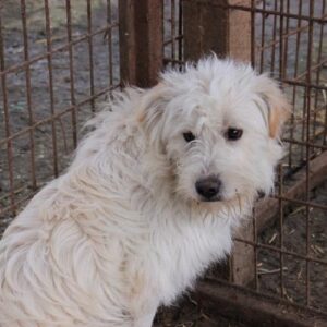 PIET - reserviert Tierhilfe Lebenswert DR - vermittelt