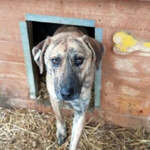 PIKE - reserviert Alexandra - vermittelt