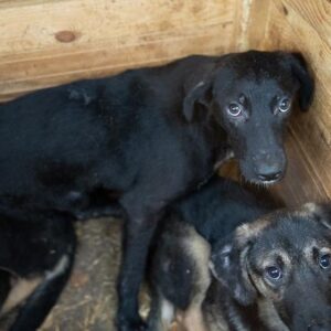 PINELLO - vermisst 12/22