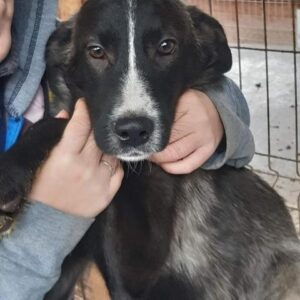 PUCA - reserviert Vergessene Pfoten Stuttgart - vermittelt