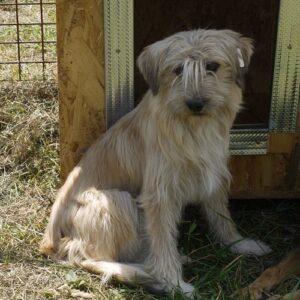 PUKA - reserviert NadineH - vermittelt