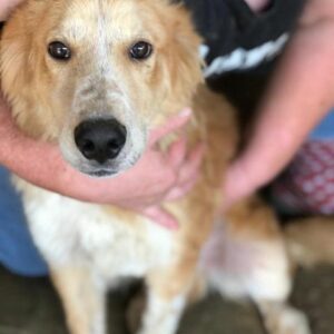 PUMPKIN - reserviert für PS in PLZ 3 - vermittelt