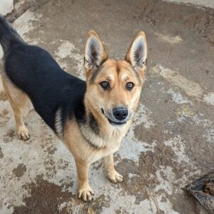 ISADORA (♀) - auf PDR PS im PLZ Bezirk 09 - vermittelt