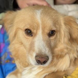 FJELLA (♀) - ausgereist zum TST