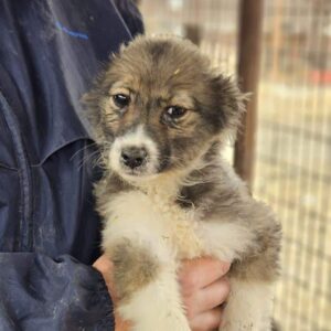 LOCA (♀) - auf PDR PS im PLZ Bezirk 18 - vermittelt