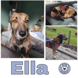 Ella in 58256 Ennepetal - vermittelt