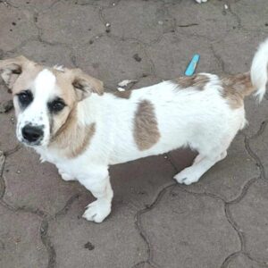 BATZI (♂) - reserviert Tierhilfe Lebenswert DR - vermittelt 25.10.24