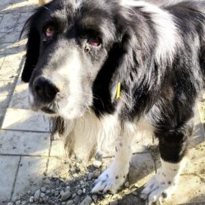 JORDY (♂) - als PDR GPH auf PDR PS - RBB 03/2025