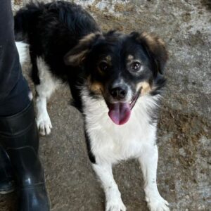 AIMO (♂) - vermittelt MD