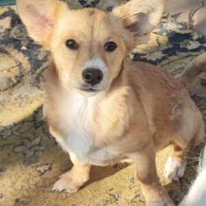 MARIECHEN (♀) - reserviert Tierhilfe Lebenswert DR - vermittelt 08.11.24