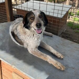 MILTON (♂) - seit mindestens 2020 im Shelter