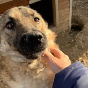 DARIUS - reserviert TH Koblenz - vermittelt