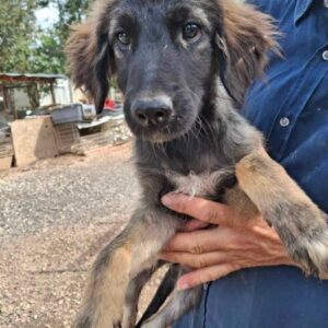 SIMMERL (♂) - vermittelt MH