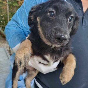 NOUKIE (♂) - auf PS im PLZ Bereich 21 - vermittelt