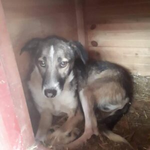 RAFFY (♂) - vermisst 12/24