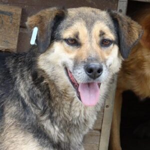 RALPH - vermisst 11/24