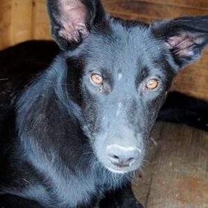 RANDO (♂) - vermisst 05/23