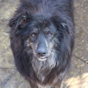 RENI - auf Pflegestelle in PLZ 6 - ausgereist