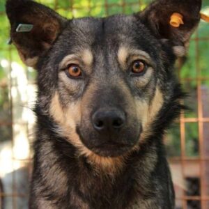 RIKKO - vermisst 03/2021