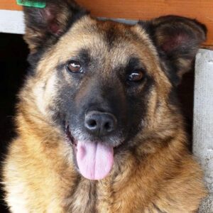 ROBIN - reserviert TH Gifhorn - vermittelt