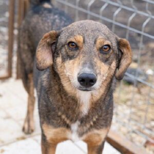 ROCKET - reserviert für eine PS in PLZ 4 - vermittelt