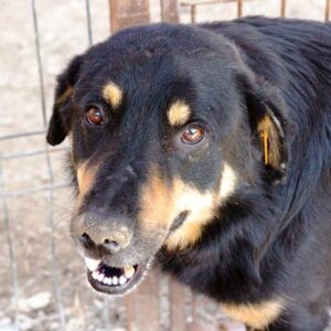 ROCKY - reserviert Vergessene Pfoten Stuttgart - vermittelt