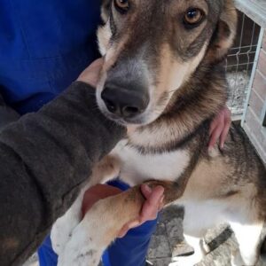 ROHMI - reserviert Vergessene Pfoten Stuttgart - vermittelt