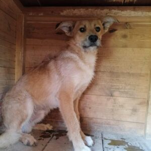 RÓKA - vermisst 04/2023