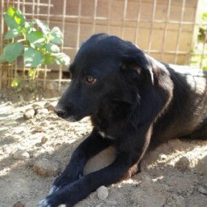 RONDA - auf Pflegestelle in PLZ 9 - vermittelt