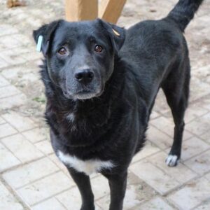 ROYY - reserviert Manuela - vermittelt