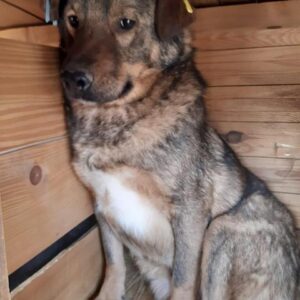 RUDI - vermisst 04/2023