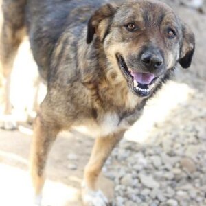 RUFUS - vermisst 08/2021